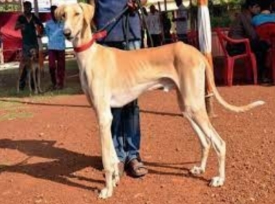  K'taka's Mudhol Hounds Join Spg Squad For Pm's Protection-TeluguStop.com