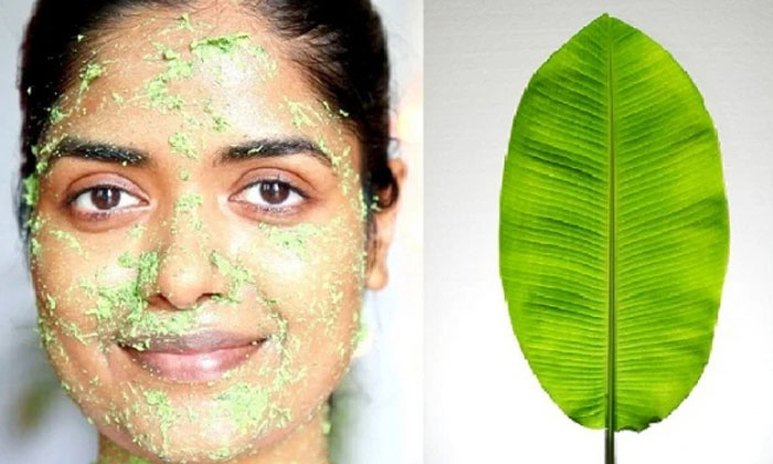  How To Use Banana Leaf For Skin? Banana Leaf, Banana Leaf Benefits, Latest News,-TeluguStop.com