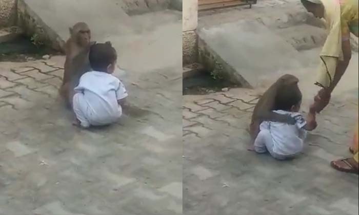 Viral A Monkey Who Lost His Mind On A Child , Monkey, Kid, Playing, Latest News, Viral A Monkey Who Lost His Mind On A Child , Monkey, Kid, Playing, Latest News,-TeluguStop.com
