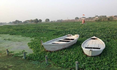  Lucknow's Gomti River Turns Green With Water Hyacinth-TeluguStop.com