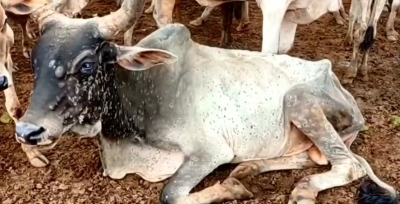  Lumpy Skin Disease Affects Over 5,000 Cattle In West Up-TeluguStop.com