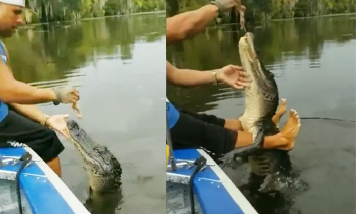  Man Feeding Crocodile Pet Video Goes Viral Details, Man Feeding Crocodile, Croco-TeluguStop.com