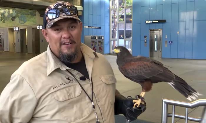  A Hawk Hired To Drive Away Pesky Pigeons At A Metro Station, Metro Station, Pige-TeluguStop.com