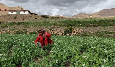  Natural Farming Spreads Roots In World's Highest Village In Himachal-TeluguStop.com