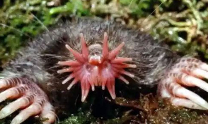  Viral: A Strange 'star-nosed' Creature. Viral Latest, News Viral, Social Media-TeluguStop.com