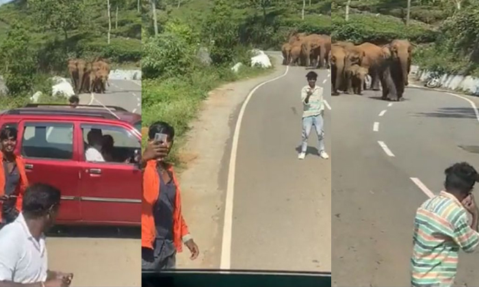  People Stops Car Infront Of Elephants Herd To Take Selfie Details, Mens, Selfie,-TeluguStop.com