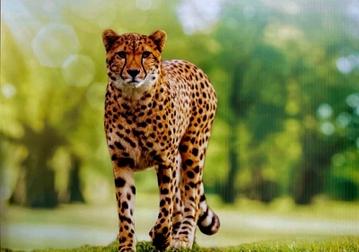  Presence Of Leopards A Worry As Kuno In Mp Prepares To Welcome Cheetahs-TeluguStop.com