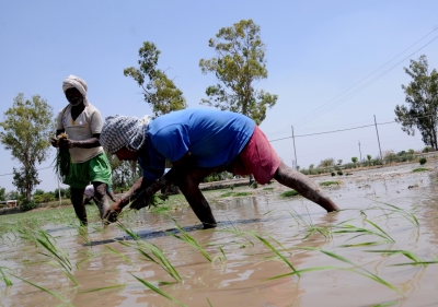  Punjab's Incentives For Water-efficient Paddy Find Few Takers-TeluguStop.com