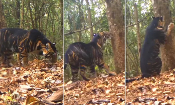  Rare Black Tiger Caught In Odisha Simplipal National Park Details, Rare Black Ti-TeluguStop.com