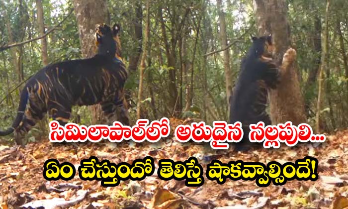 Ultra Rare Black Tiger Photographed In Odisha See Viral Pics My Xxx Hot Girl