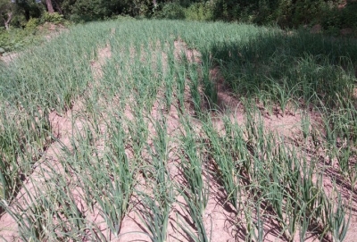  Scanty Rainfall Lowers Kharif Sowing, Indicates Bank Of Baroda Report-TeluguStop.com