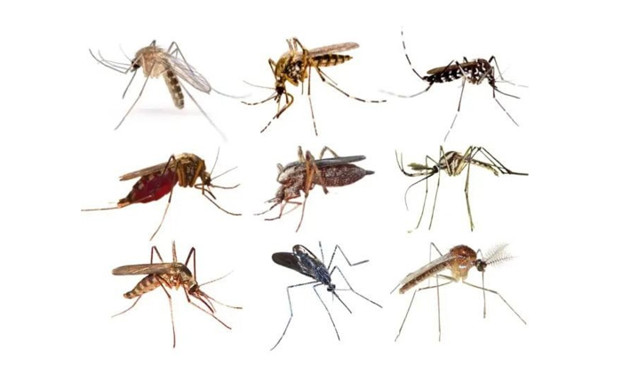  Shocking Facts About Mosquitoes And Its Diseases Details, Mosquito, Types, Healt-TeluguStop.com