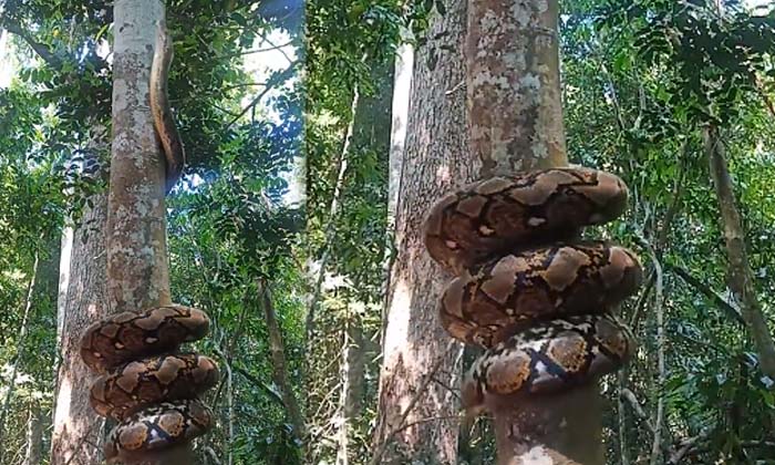  Viral: The Python That Attacked The Tree Do You Know Why It Does That , Python,-TeluguStop.com