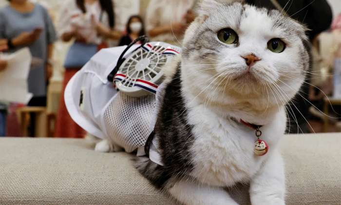  Sweet Mummy Wearable Designer Dresses For Puppies Details, Viral, Dogs, Designer-TeluguStop.com