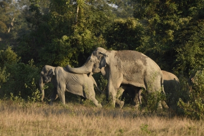  Three Killed In Wild Elephant Attack In Assam-TeluguStop.com