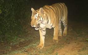  Bengal Tiger Tension In Vijayanagaram District-TeluguStop.com
