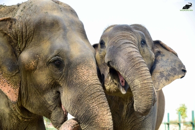  Tn Forest Dept Finds Two Elephant Carcasses In Erode Forest Area-TeluguStop.com