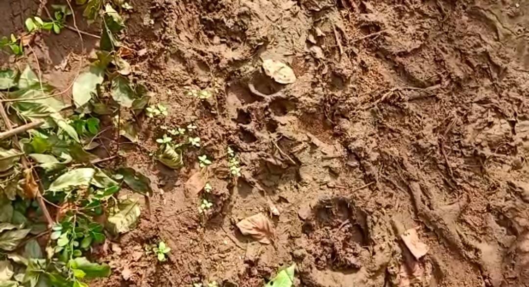 Tiger Migration In Vijayanagaram District Tiger Migration In Vijayanagaram District-TeluguStop.com