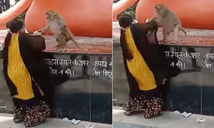  Woman Fight With Monkey For Sun Glasses Funny Video Viral Details, Monkey, Vira-TeluguStop.com