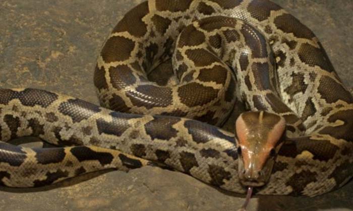  15 Feet Python Found In Trunk Of Roadways Bus In Uttar Pradesh , 15 Feet Python-TeluguStop.com