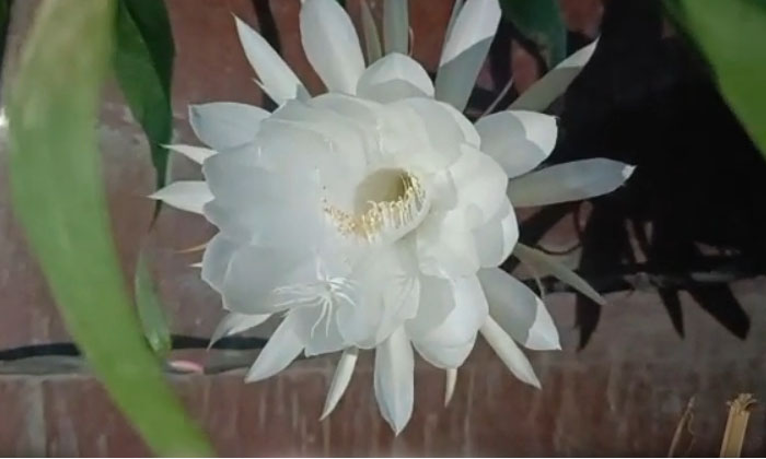  A Blooming Brahma Lotus Flower , Brahma Lotus Flower, Narayanapet, Venkateswaram-TeluguStop.com