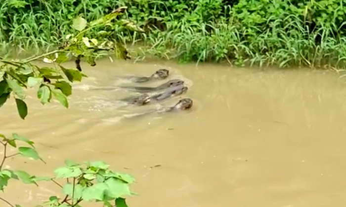  Ambedkar District Konaseema Canals Are Full Of Water Dogs, Ambedkar District Kon-TeluguStop.com