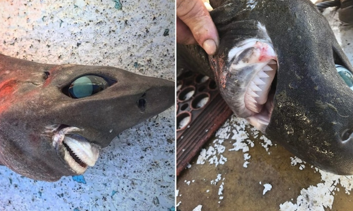  Australia's Fisherman Catches Mystery 'deep Sea Rough Skin Shark' From Depth Of-TeluguStop.com