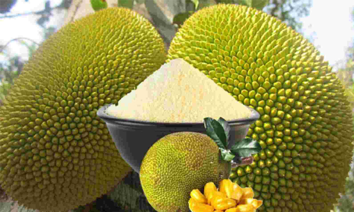  Can Eating Jack Fruit Reduce Diabetes Details, Eating Jack Fruit, Reduce Diabete-TeluguStop.com