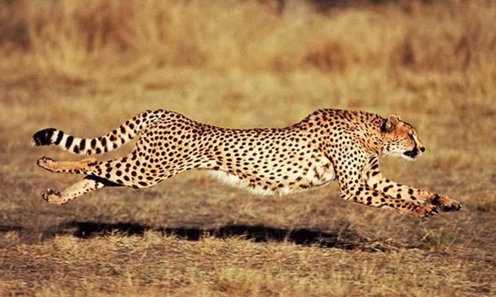 Telugu Cheetah, Latest, Security Guatd-Latest News - Telugu Telugu Cheetah, Latest, Security Guatd-Latest News - Telugu