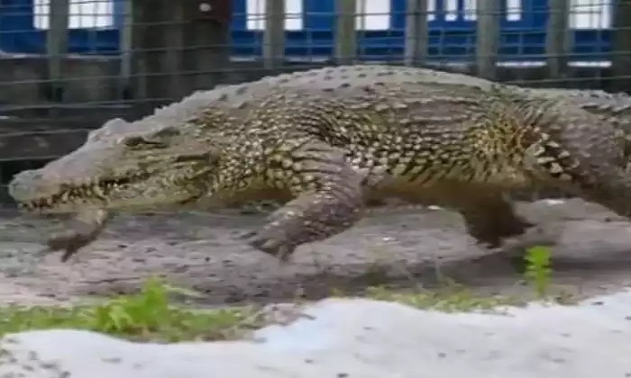  Crocodile Galloping Video Goes Viral In Social Media , Crocodile Latest Video, C-TeluguStop.com