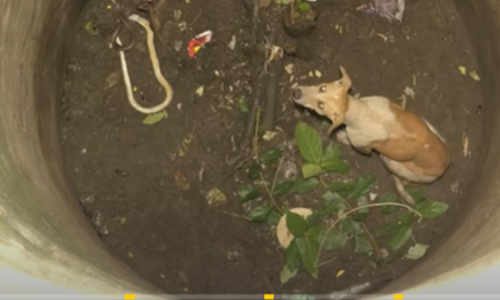  Viral: Unfortunately, The Dog Fell Into The Well There Was A Big Cobra Next To I-TeluguStop.com