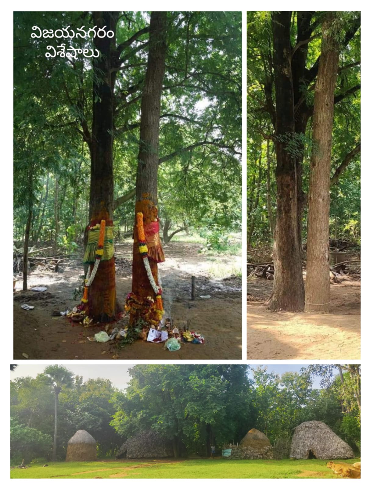  Uttaran Goddess Pyditalli Srimanu Celebrations Started-TeluguStop.com