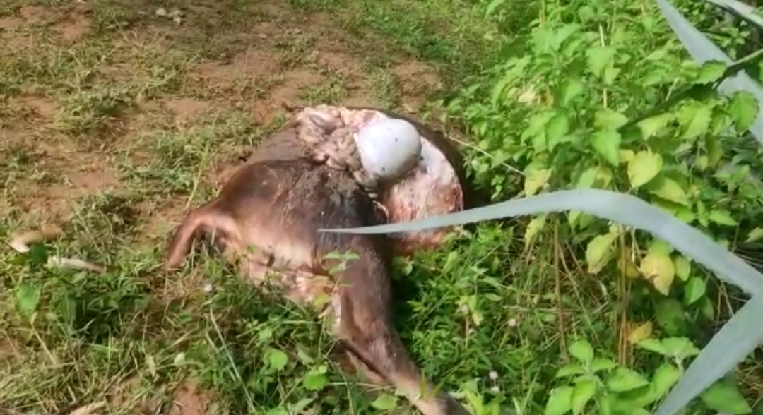 Big Tiger Migration In Vizianagaram District Big Tiger Migration In Vizianagaram District-TeluguStop.com