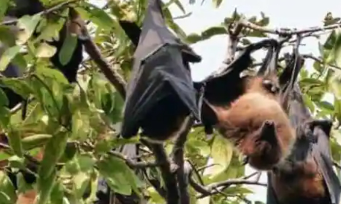  Khosta-2: New Covid-like Virus Found In Russian Bats , Russia,khosta-2,covid,kho-TeluguStop.com