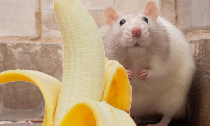 Reason Behind Male Mice Afraid Of Bananas,male Mice,bananas, Rats,rats Problem,t-TeluguStop.com