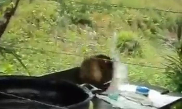  Viral Monkey Washing Clothes Video Going Viral , Monkey, Wahing, Cloths, Viral-TeluguStop.com
