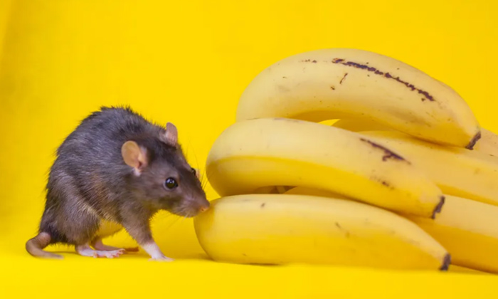 Telugu Banana, Bananas, Male, Rats, Rats Problem, Telugu, Tips Rats-Latest News