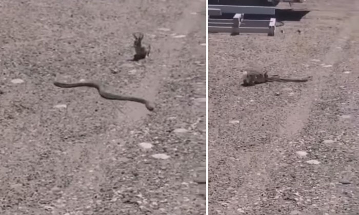  Viral: The Competition Between Snake And Rabbit... Who Will Be Shocked To Know W-TeluguStop.com