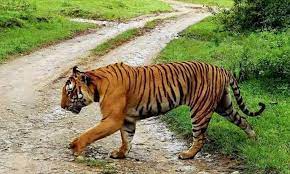 Big Tiger Tension In Vizianagaram District..! Big Tiger Tension In Vizianagaram District..!-TeluguStop.com