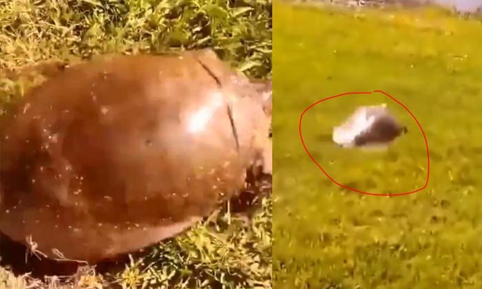 Tortoise Runs At Lightning Speed Video Viral , Tortoise, Viral Latest, News Vira Tortoise Runs At Lightning Speed Video Viral , Tortoise, Viral Latest, News Vira-TeluguStop.com