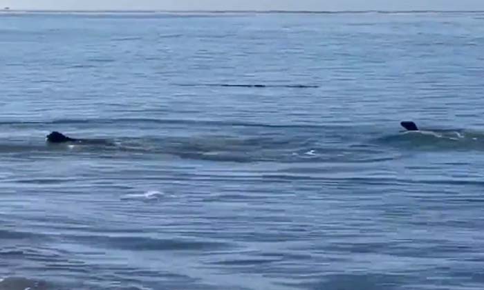  Video A Dog And A Seal Compete In The Water Which One Wins In The End, Dog , Vi-TeluguStop.com