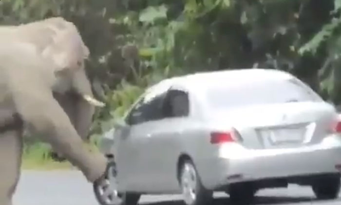  Video: An Elephant Scratched Its Car Due To Itching See What Happened Next , It-TeluguStop.com