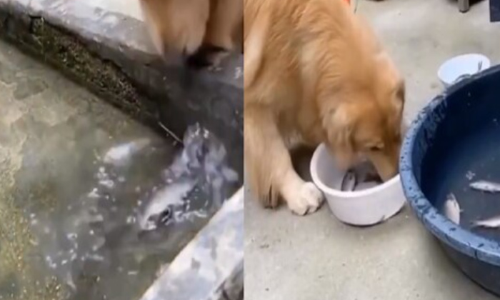  Adorable Video Of Dog Putting Fish Back In Water Viral Video,dog Videos, Fish, V-TeluguStop.com