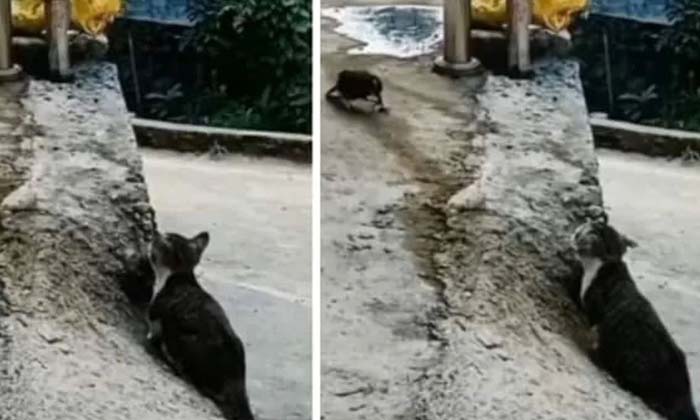  Viral Video Wow The Cat Who Gave Like A Leopard , Lion , Cat , Viral Latest , Ne-TeluguStop.com