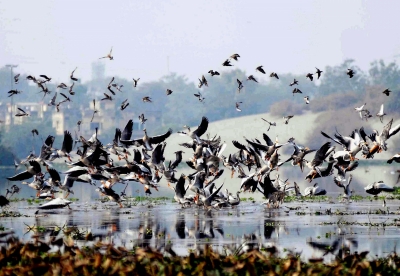  Agra Green Activists Hail Sc Order To Double Bird Sanctuary Area-TeluguStop.com