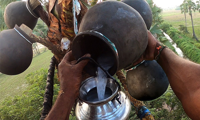  Amazing Health Benefits Of Palm Wine Details, Health Benefits ,palm Wine, Palm,-TeluguStop.com