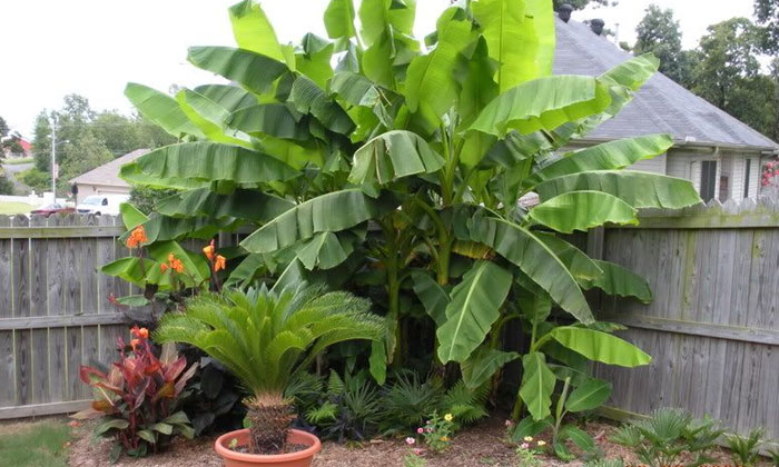  If A Banana Tree Is In The Backyard, All The Benefits, Banana Tree, House , De-TeluguStop.com