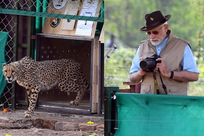  Cheetahs Back On Indian Soil After 70 Years: Modi-TeluguStop.com