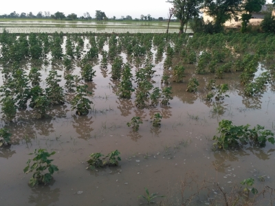 Cotton, Maize Cultivation In Tn Hit By Incessant Rainfall Cotton, Maize Cultivation In Tn Hit By Incessant Rainfall-TeluguStop.com
