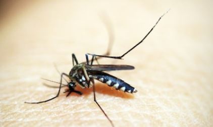  Dengue Is Booming In Telangana..-TeluguStop.com